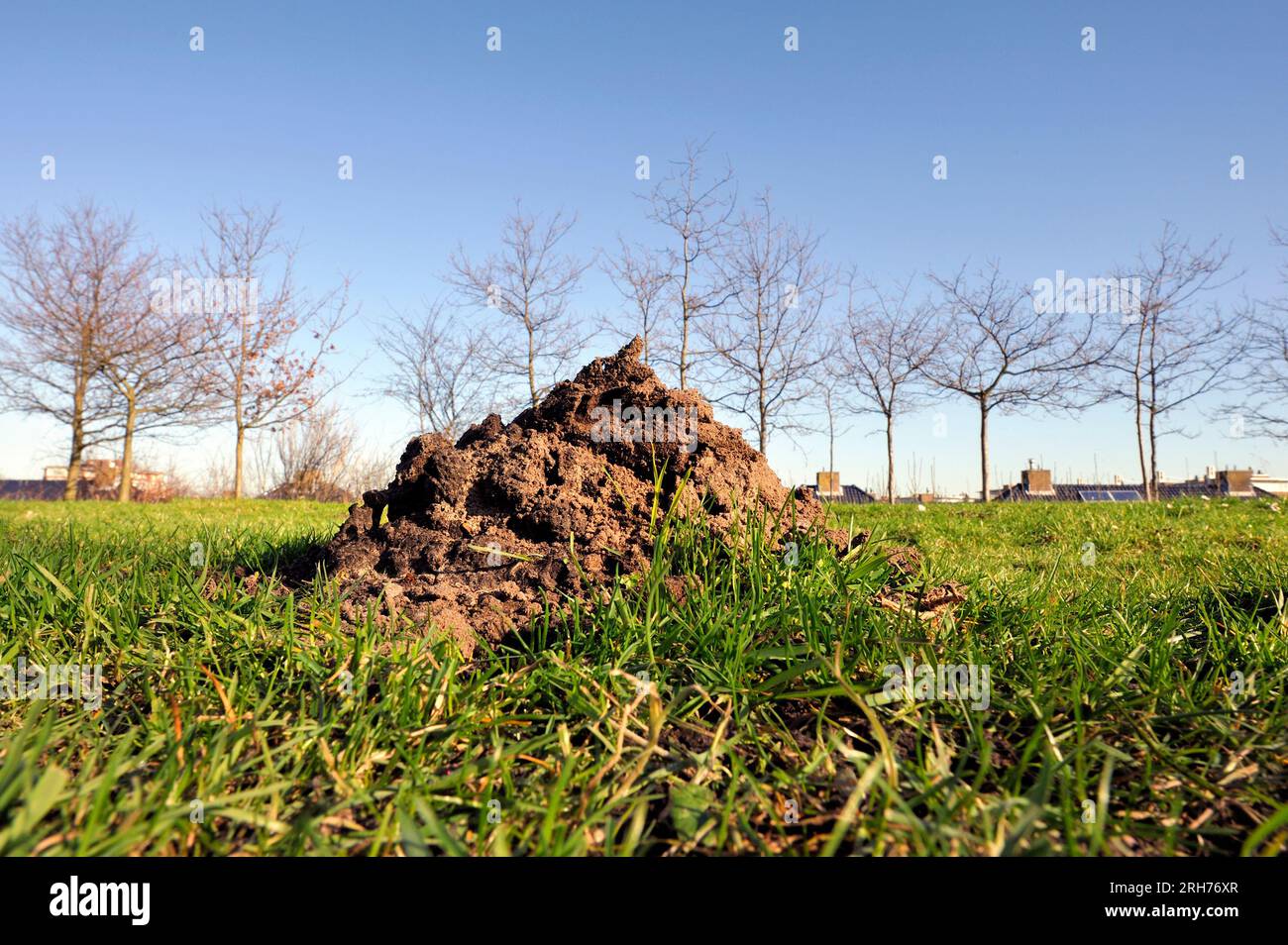 Monticules de sol ou molehill du Moyen-Orient aveugle taupe-rat dans un champ d'herbe dans un parc aux pays-Bas. Les rats taupes sont les principaux sous-marins agricoles Banque D'Images