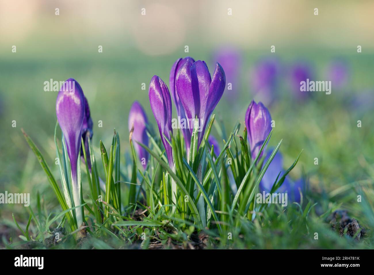 Fleur de crocus violet en fleurs au printemps. Fond vert herbeux. Banque D'Images