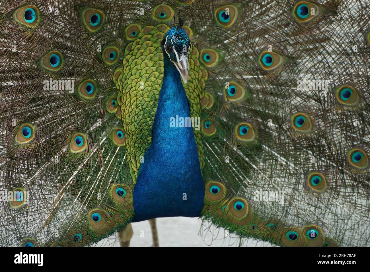 Gros plan de la tête de beau paon affichant ses plumes de queue à l'arrière-plan. Banque D'Images