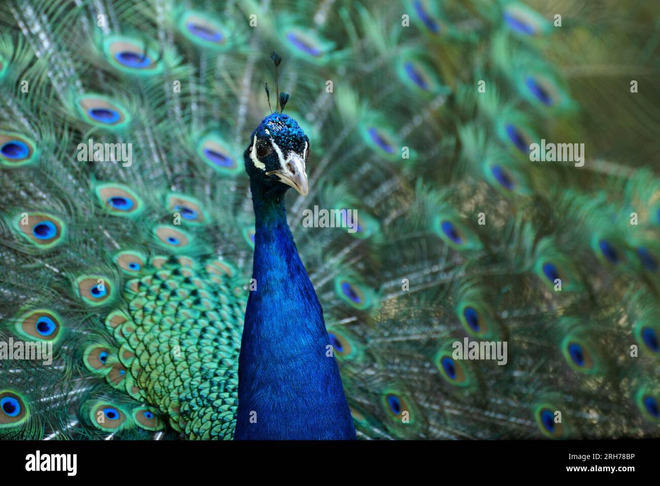 Gros plan de la tête de beau paon affichant ses plumes de queue à l'arrière-plan. Banque D'Images