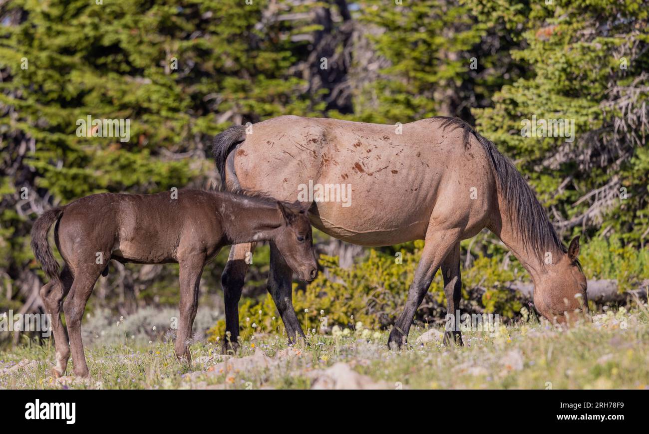 Cheval sauvage Mare et Foal dans les montagnes Pryor Montana en été Banque D'Images