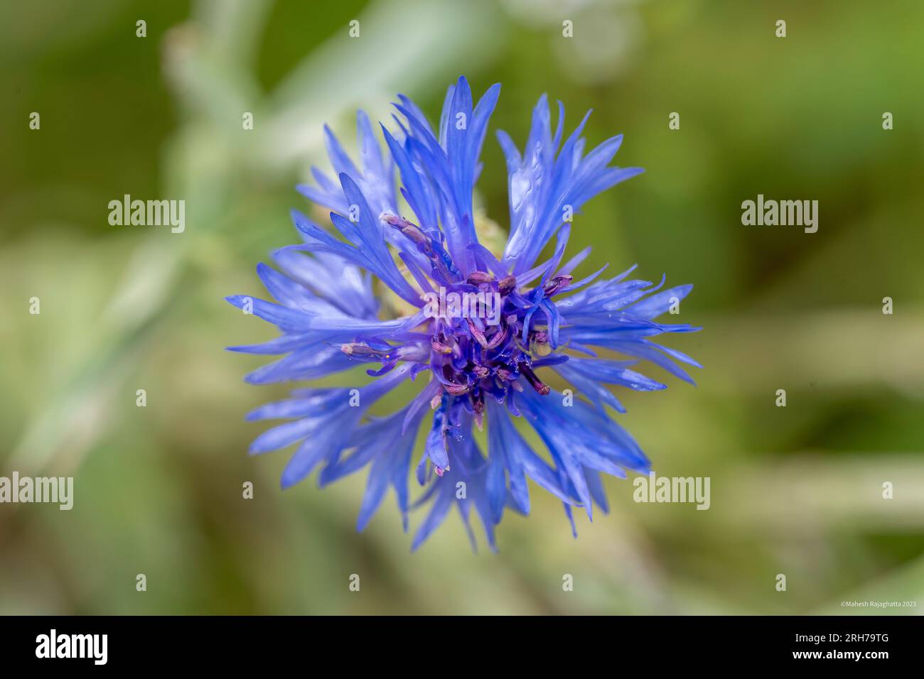 Centaurea Cyanus 'Blue Diadem' (fleur de maïs) Banque D'Images
