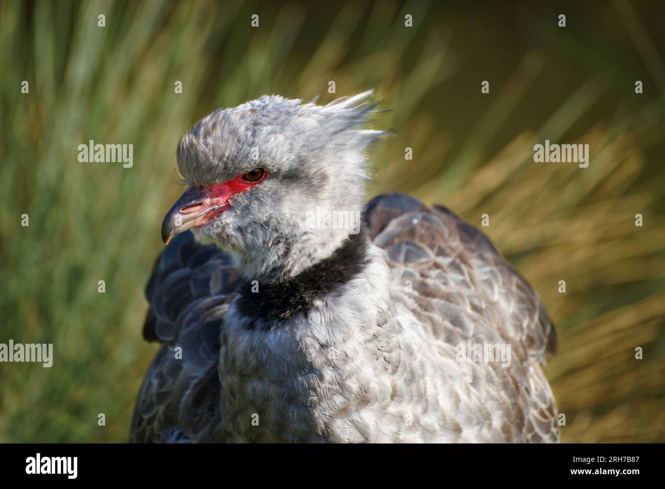 Crested Screamer's Eye. Herbe verte en arrière-plan Banque D'Images