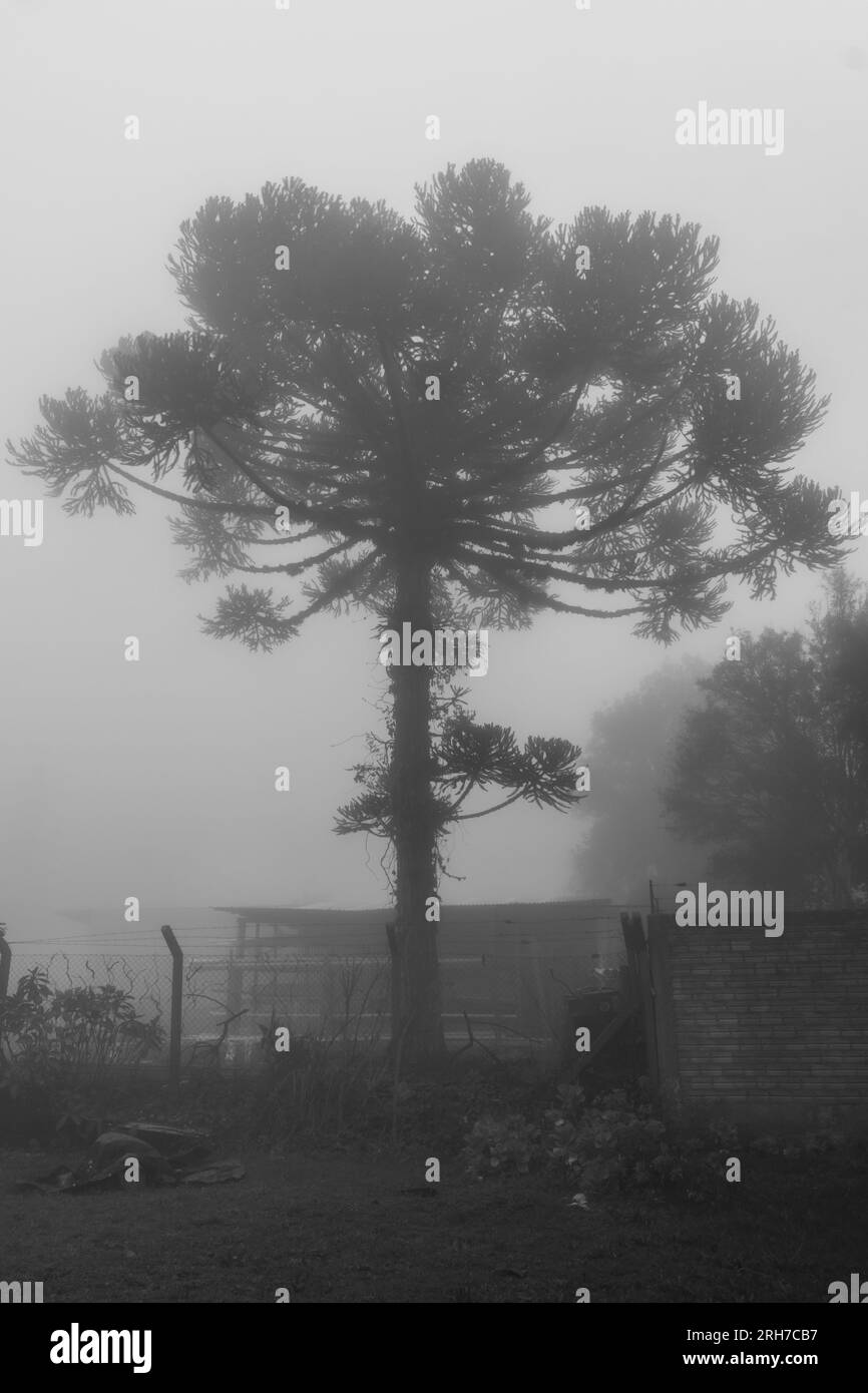 Araucaria angustifolia (PIN Parana) par temps brumeux - Sao Francisco de Paula, Brésil Banque D'Images