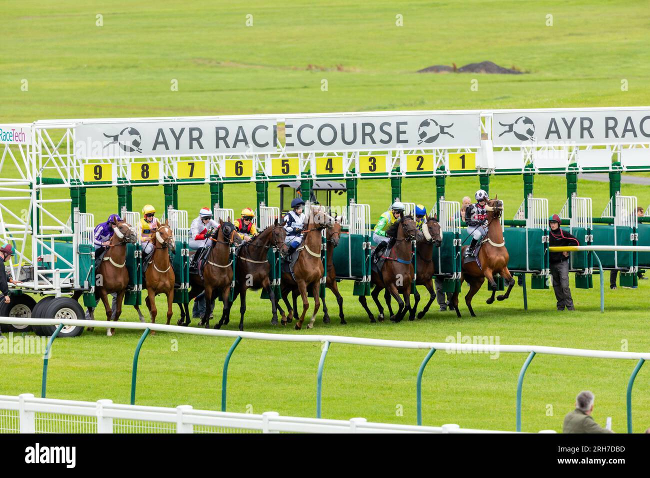 Chevaux sortant des portes de départ de l'hippodrome d'Ayr, en Écosse Banque D'Images