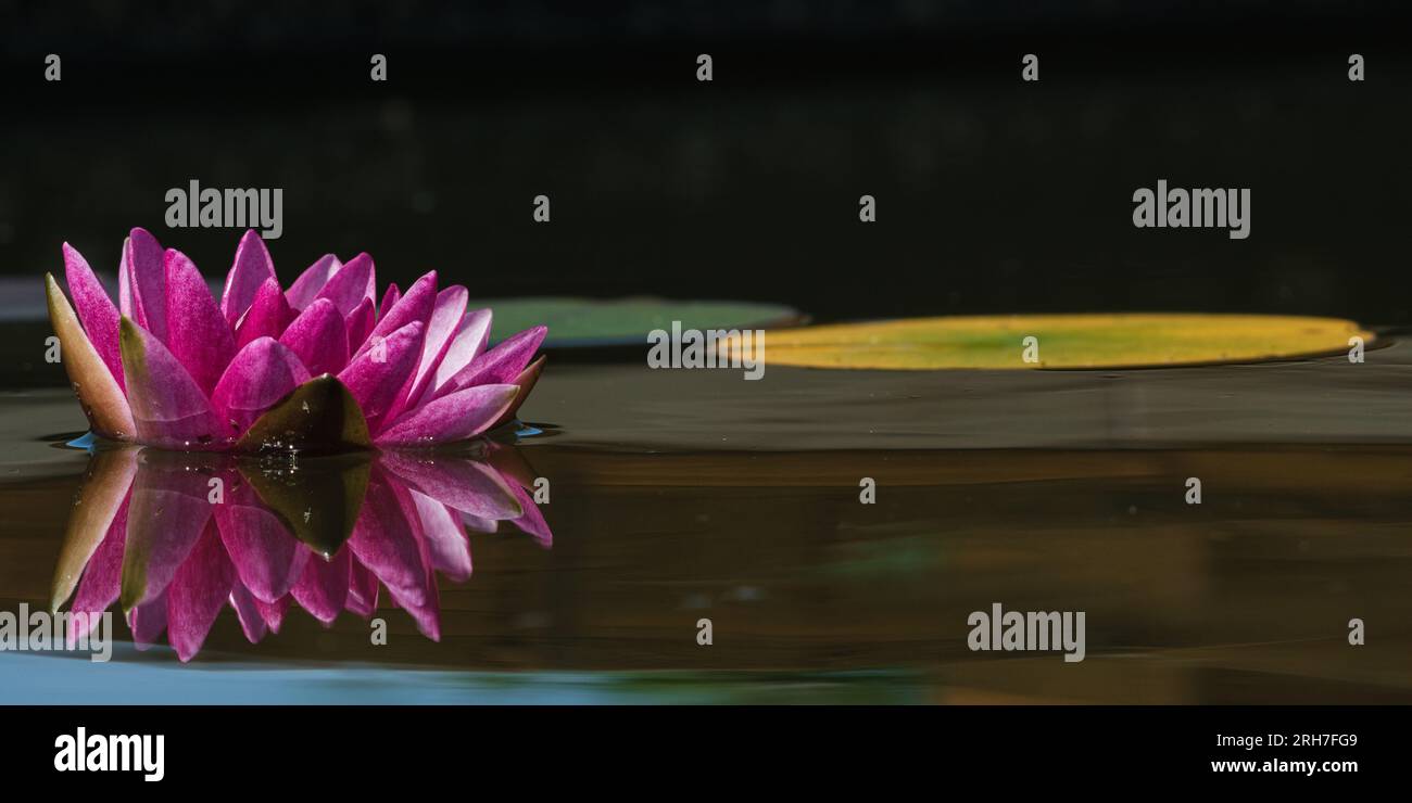 Nymphaeaceae aka nénuphar. Fleur rose fleurie sur la surface de l'étang avec une très belle réflexion. Banque D'Images