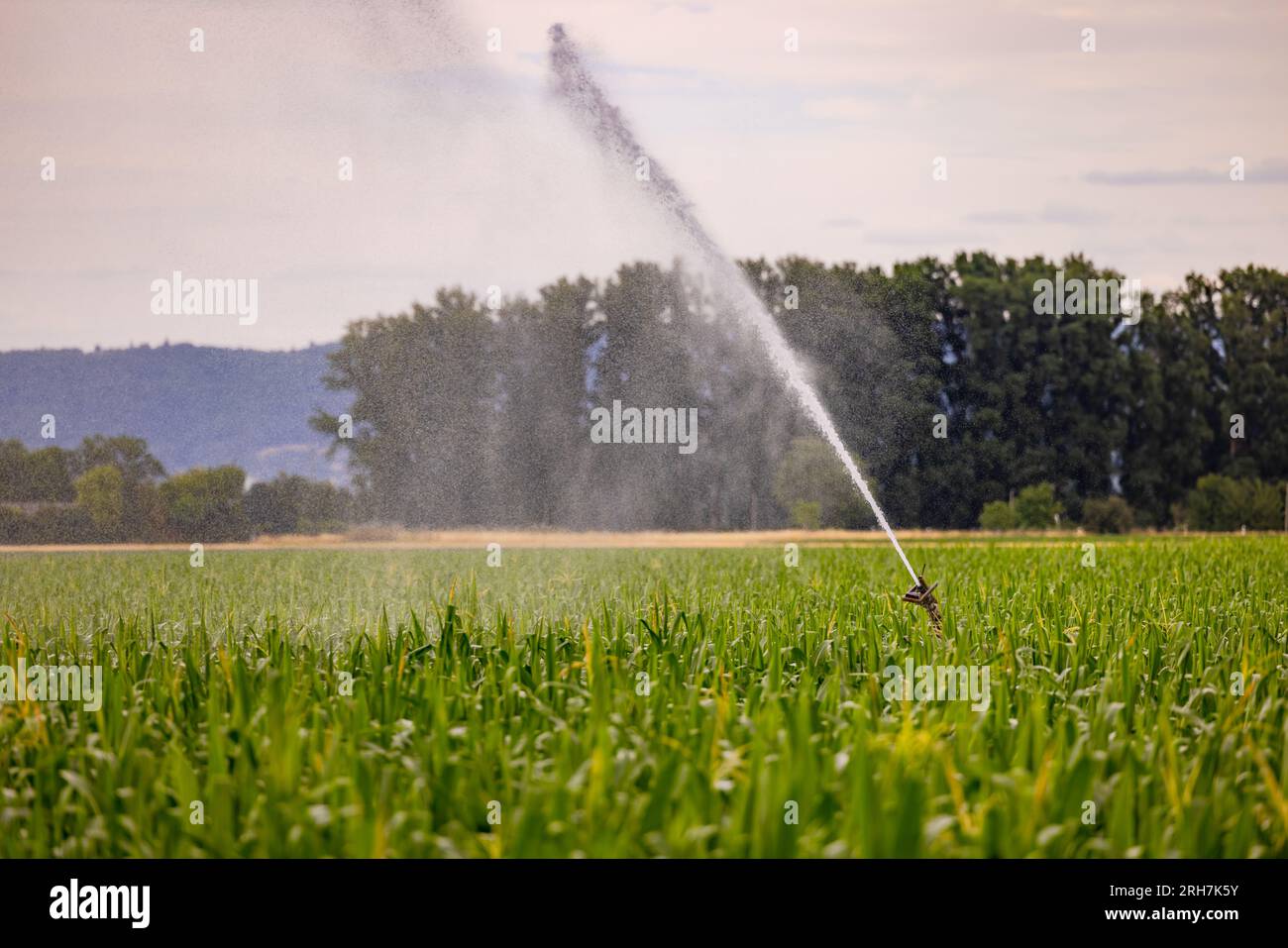 Arroseur mobile d'une irrigation dans un champ de maïs dans l'eau chaude de pulvérisation d'été, Allemagne Banque D'Images