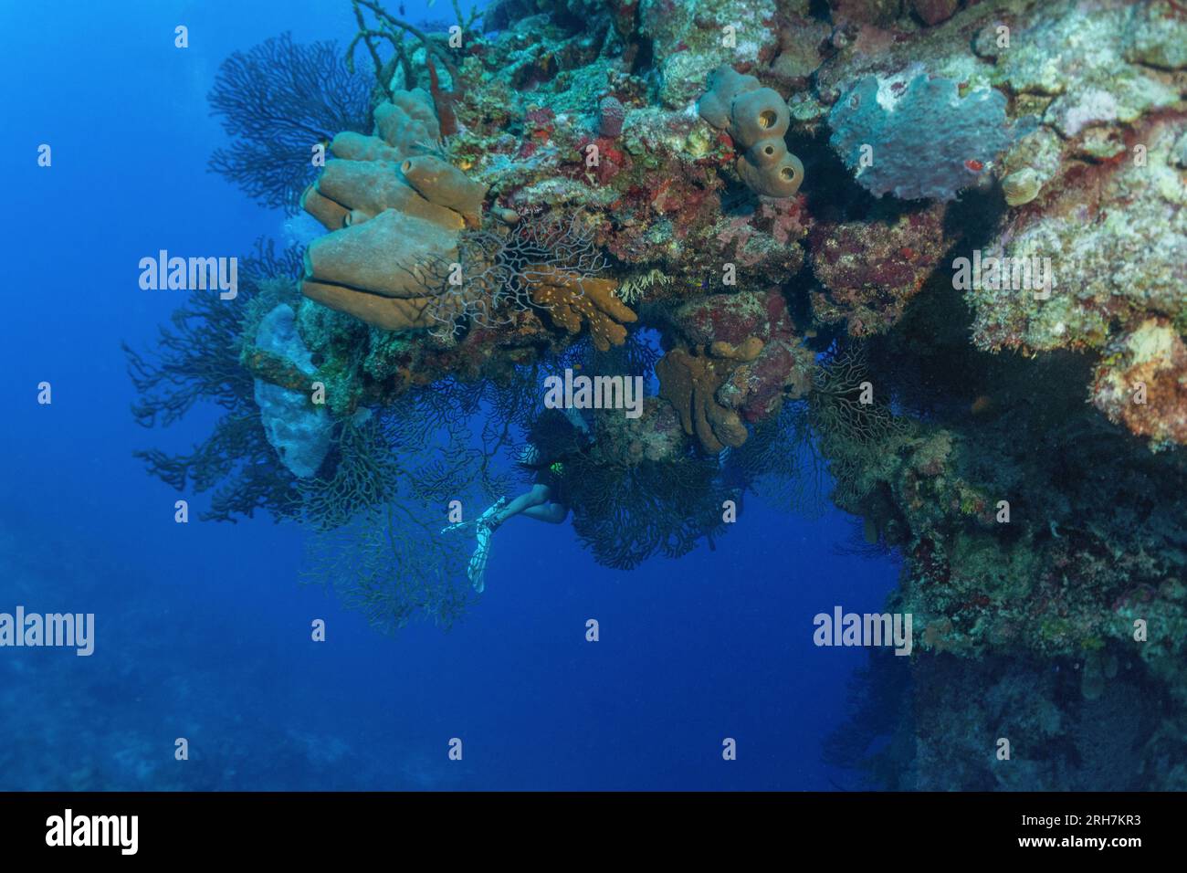 Grand Cayman Banque D'Images