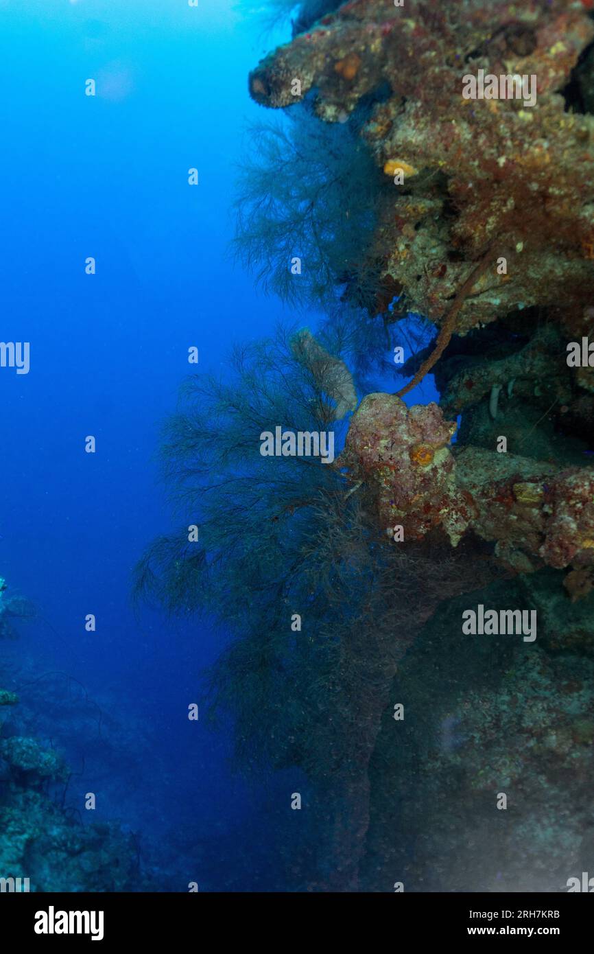 Grand Cayman Banque D'Images