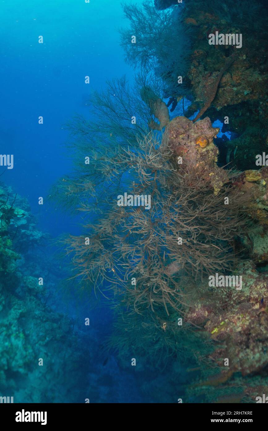 Grand Cayman Banque D'Images