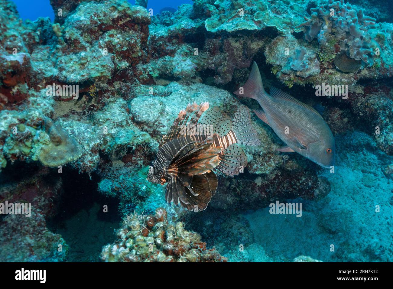 Grand Cayman Banque D'Images