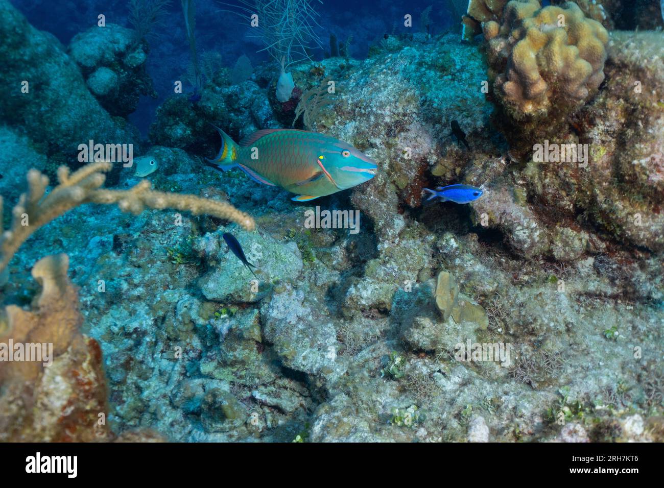 Grand Cayman Banque D'Images