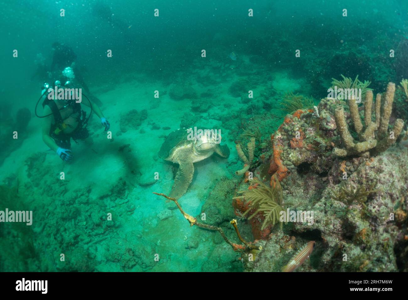 West Palm Beach, FL photos de plongée Banque D'Images