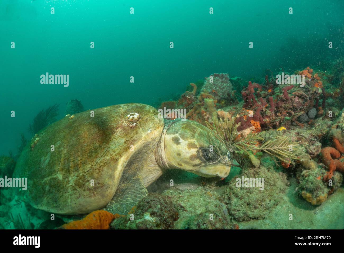 West Palm Beach, FL photos de plongée Banque D'Images