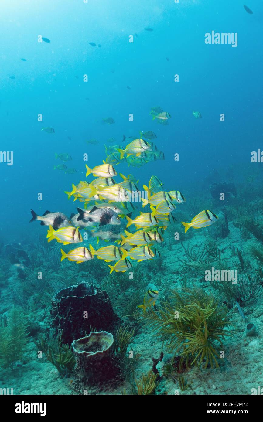 West Palm Beach, FL photos de plongée Banque D'Images