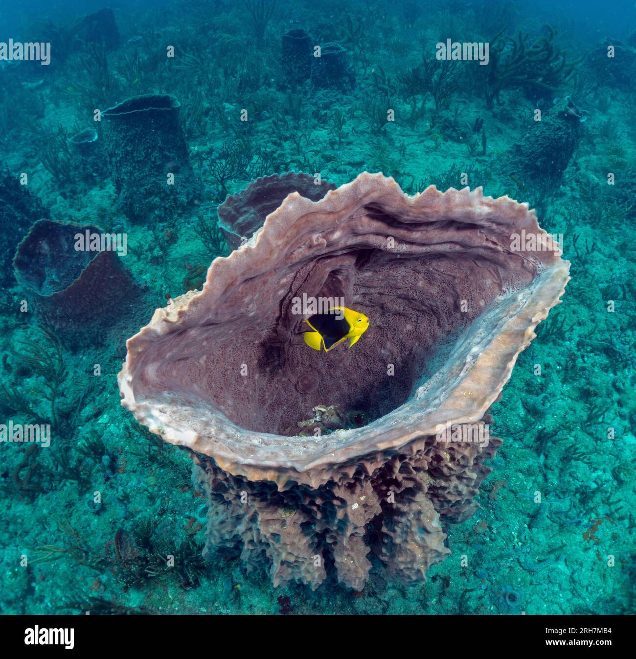 West Palm Beach, FL photos de plongée Banque D'Images