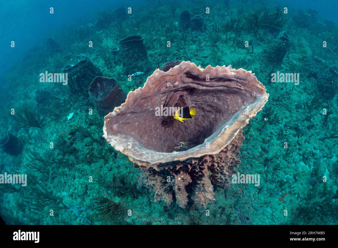 West Palm Beach, FL photos de plongée Banque D'Images