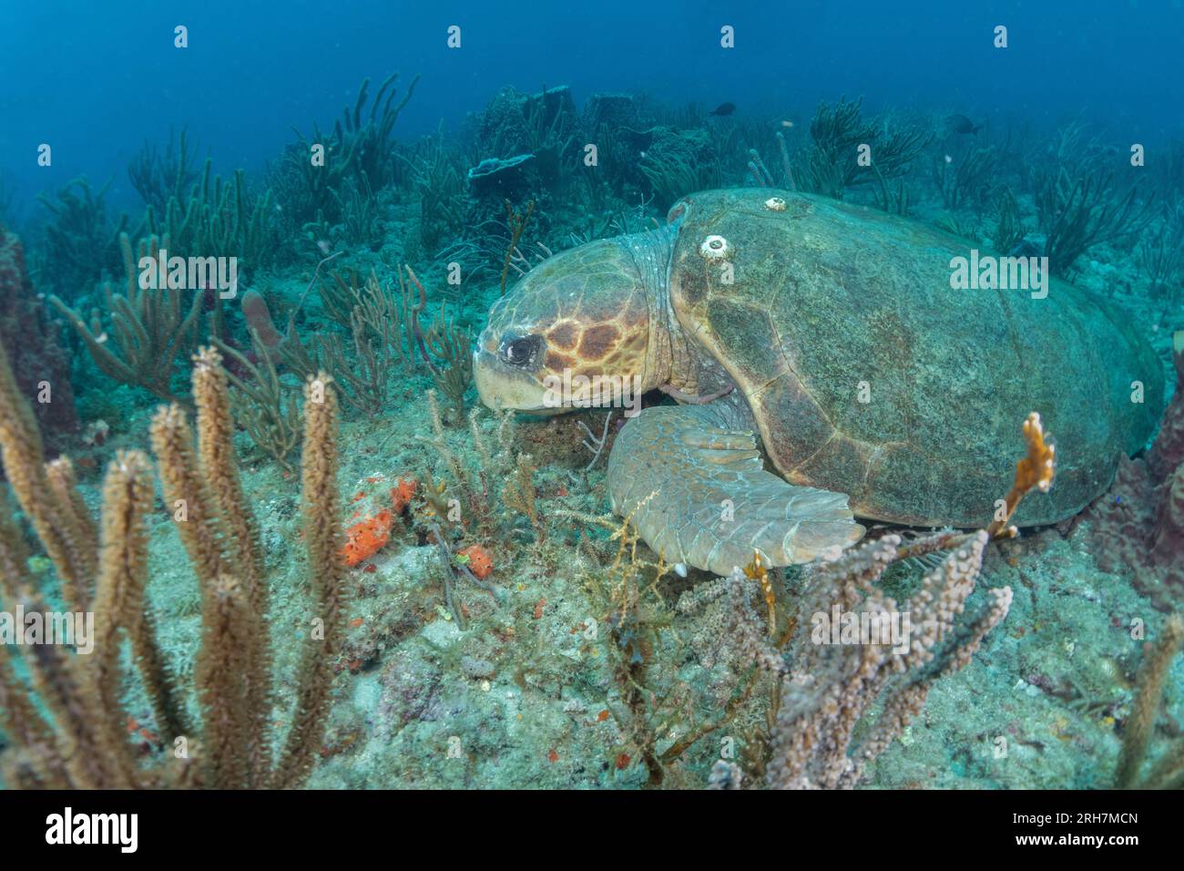 West Palm Beach, FL photos de plongée Banque D'Images