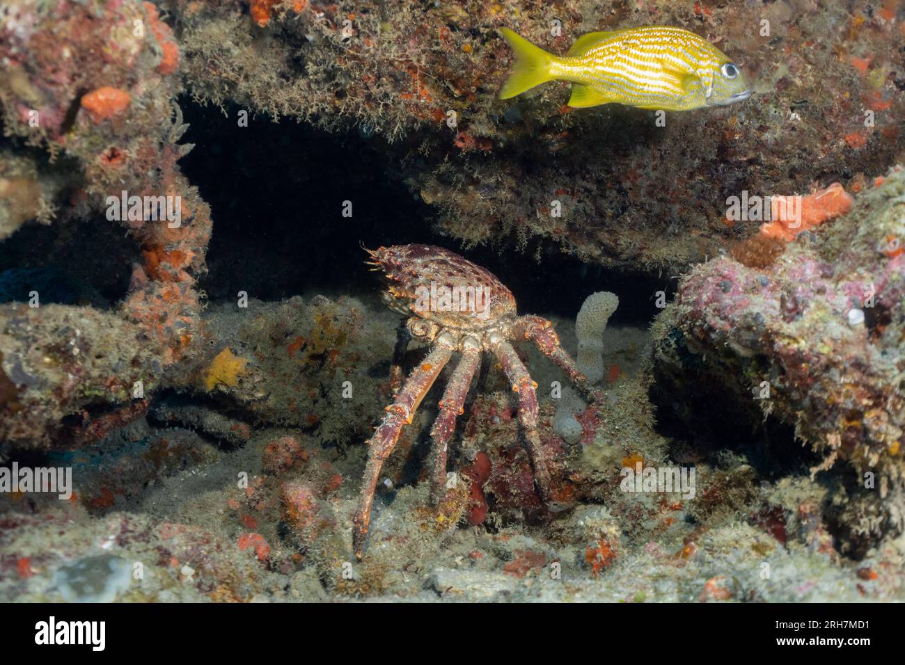 West Palm Beach, FL photos de plongée Banque D'Images