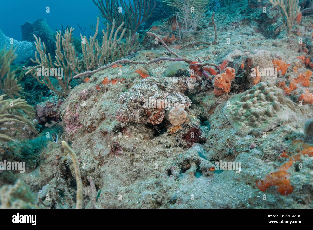 West Palm Beach, FL photos de plongée Banque D'Images