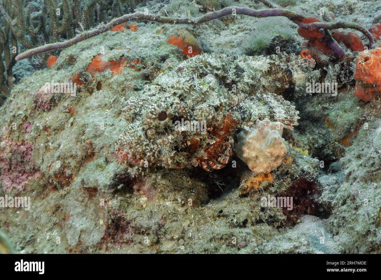 West Palm Beach, FL photos de plongée Banque D'Images