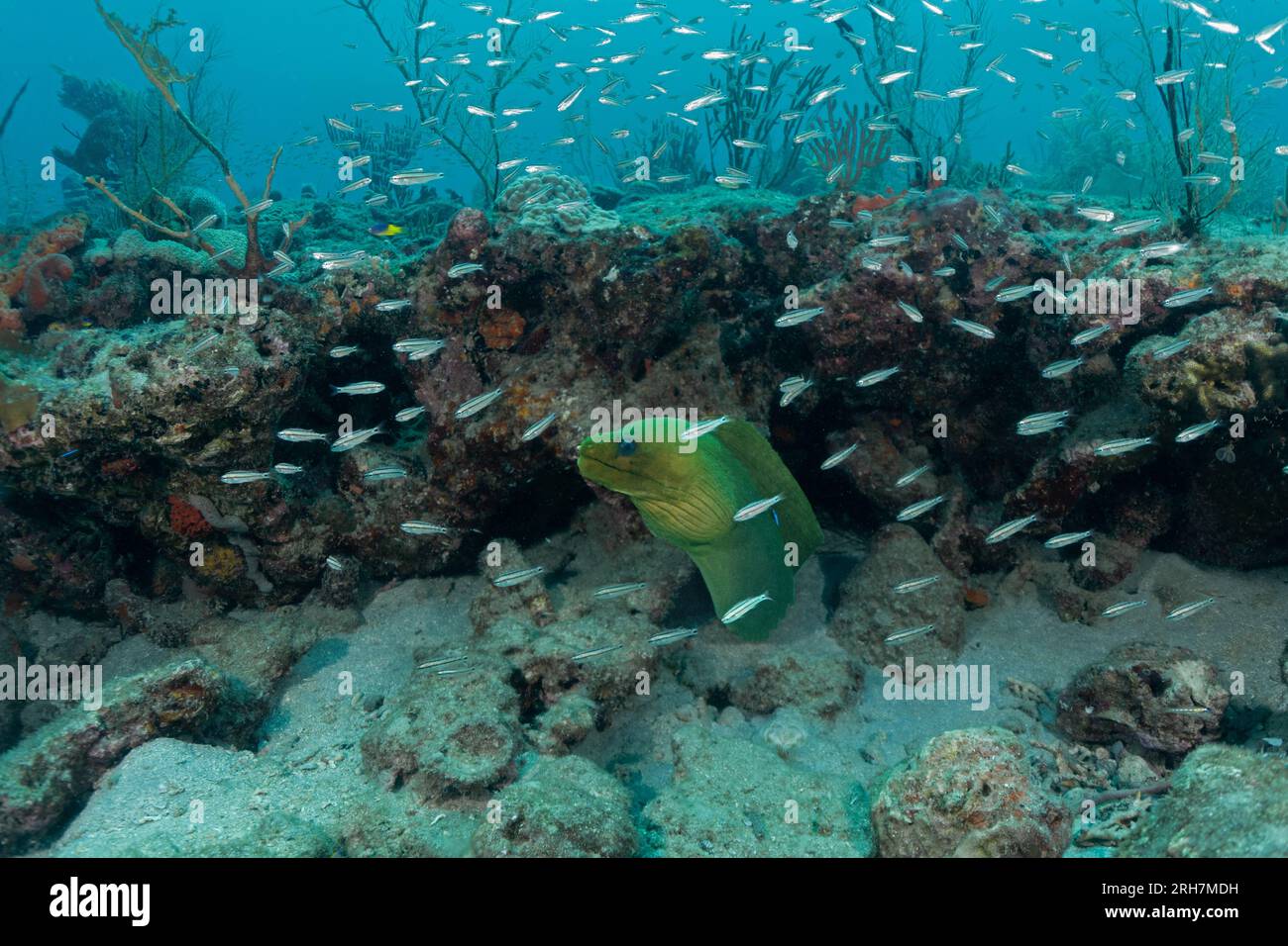 West Palm Beach, FL photos de plongée Banque D'Images