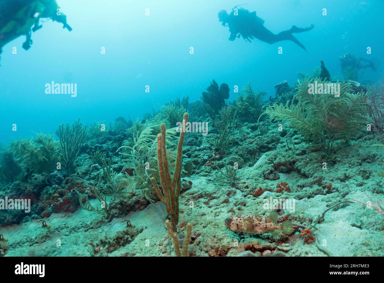 West Palm Beach, FL photos de plongée Banque D'Images