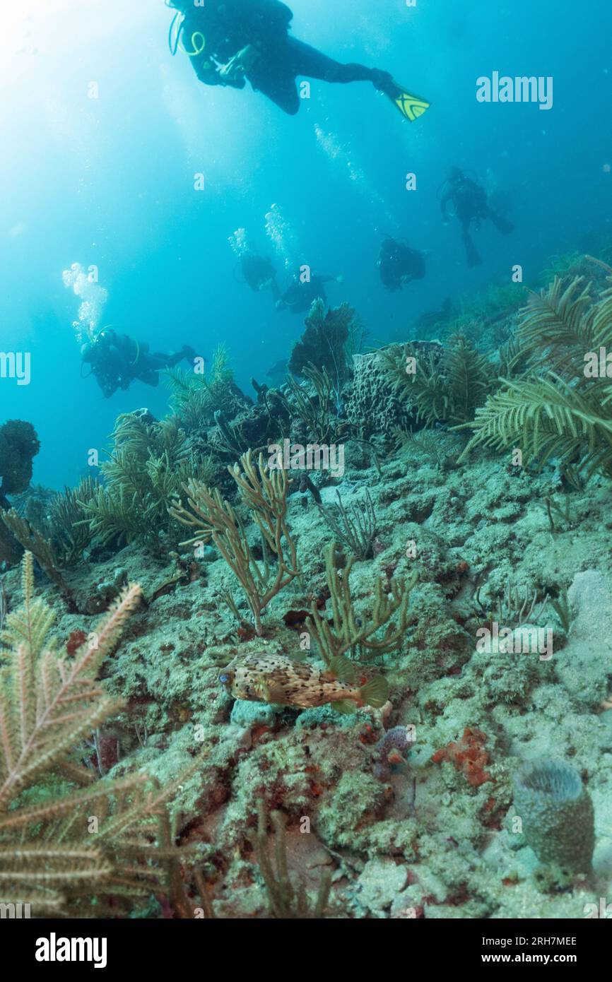 West Palm Beach, FL photos de plongée Banque D'Images
