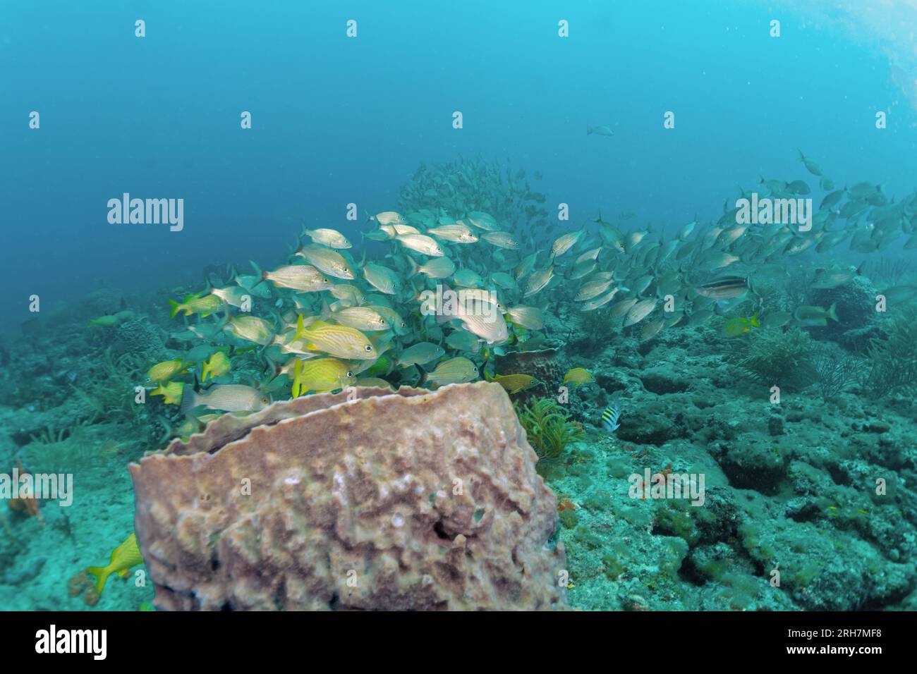 West Palm Beach, FL photos de plongée Banque D'Images