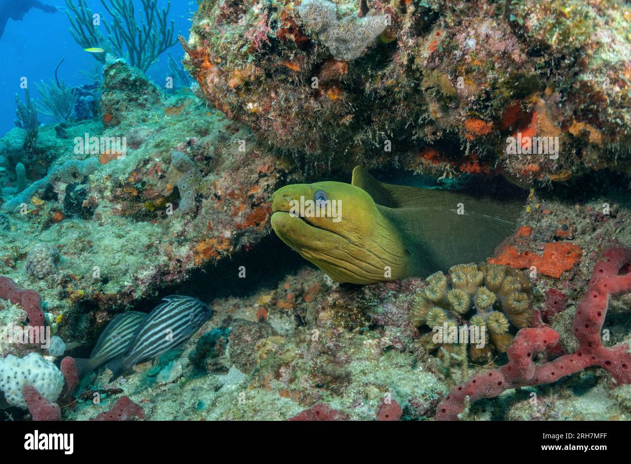 West Palm Beach, FL photos de plongée Banque D'Images