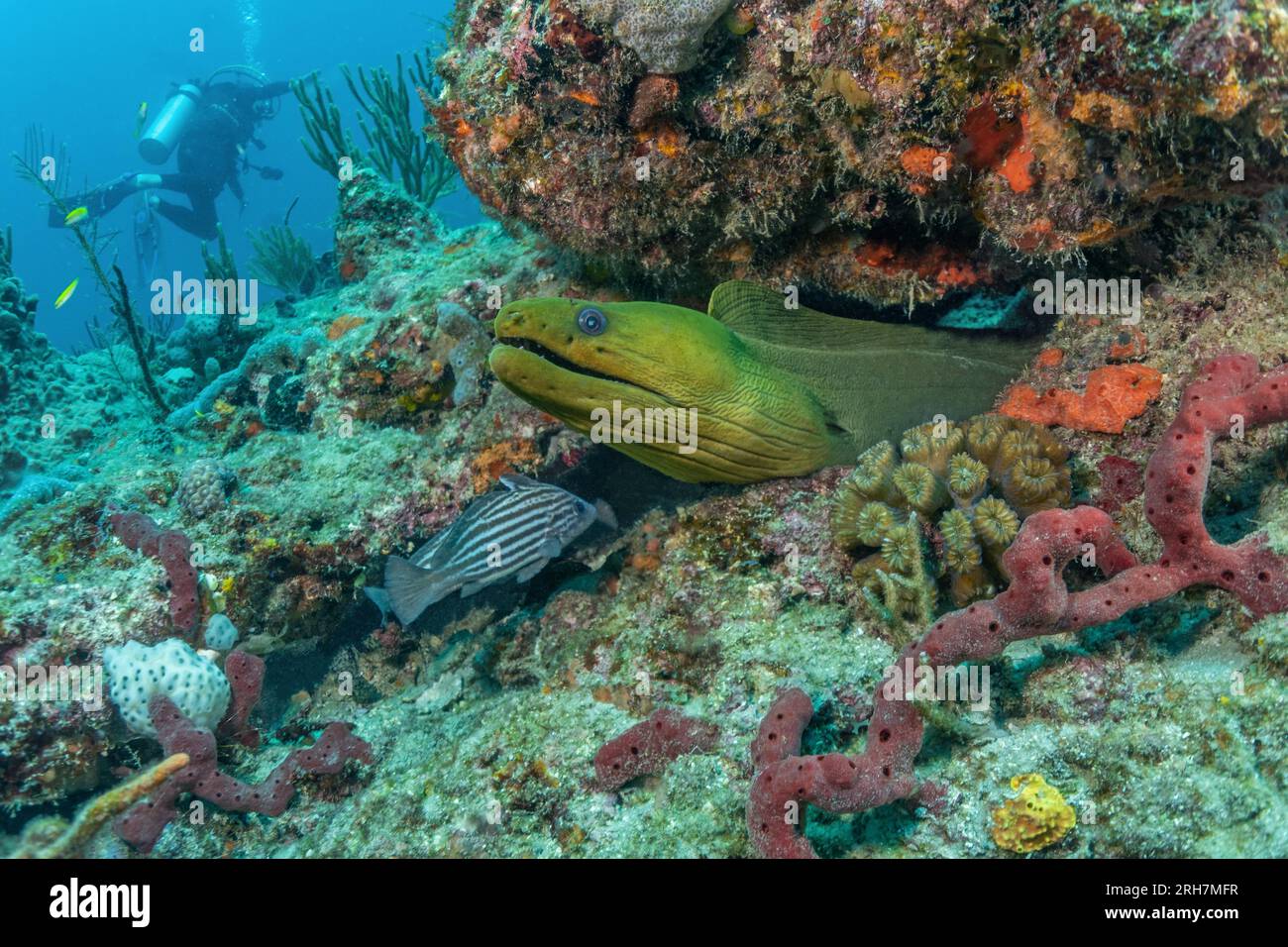 West Palm Beach, FL photos de plongée Banque D'Images