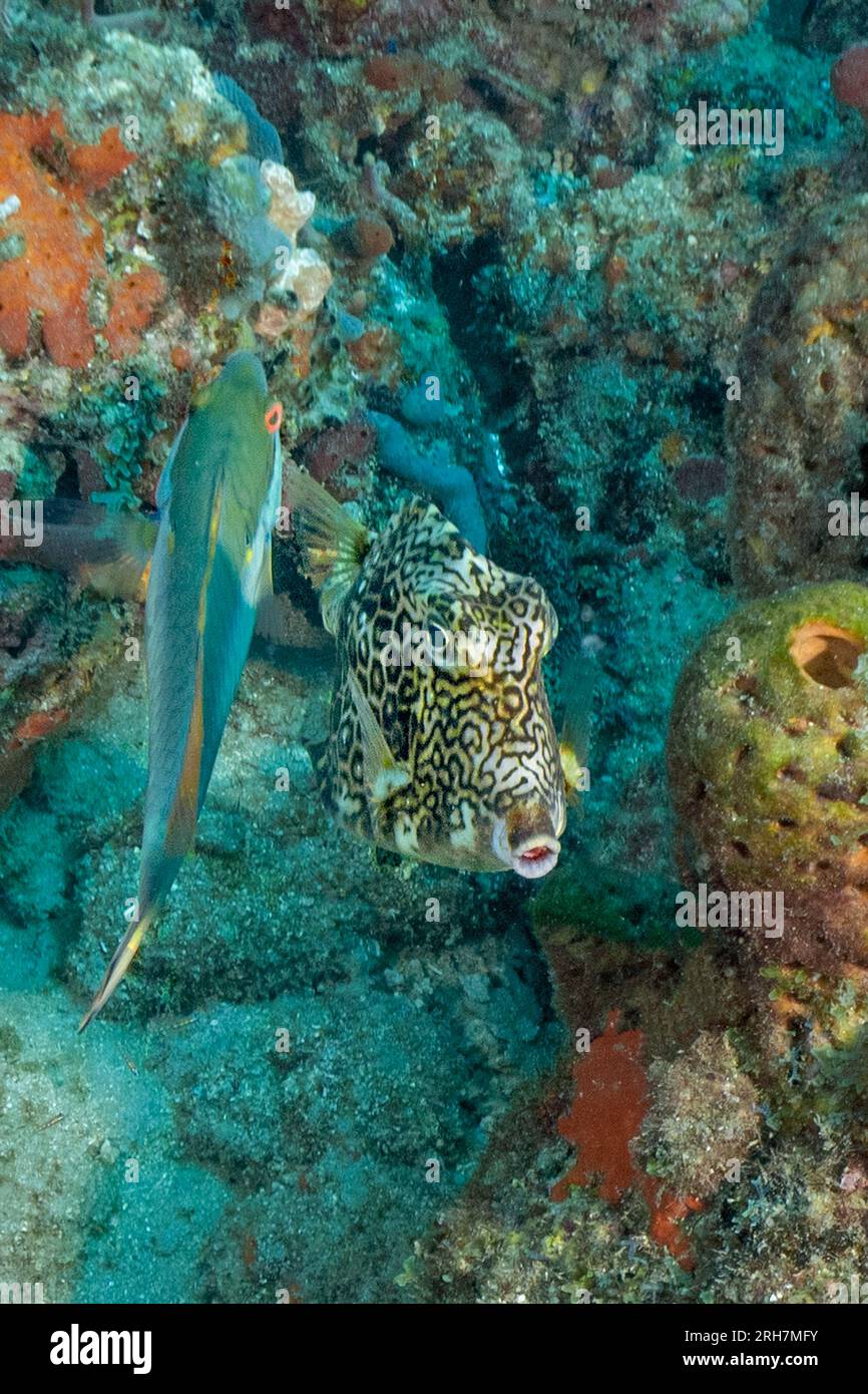 West Palm Beach, FL photos de plongée Banque D'Images