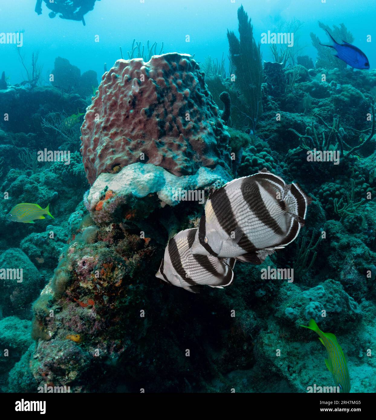 West Palm Beach, FL photos de plongée Banque D'Images