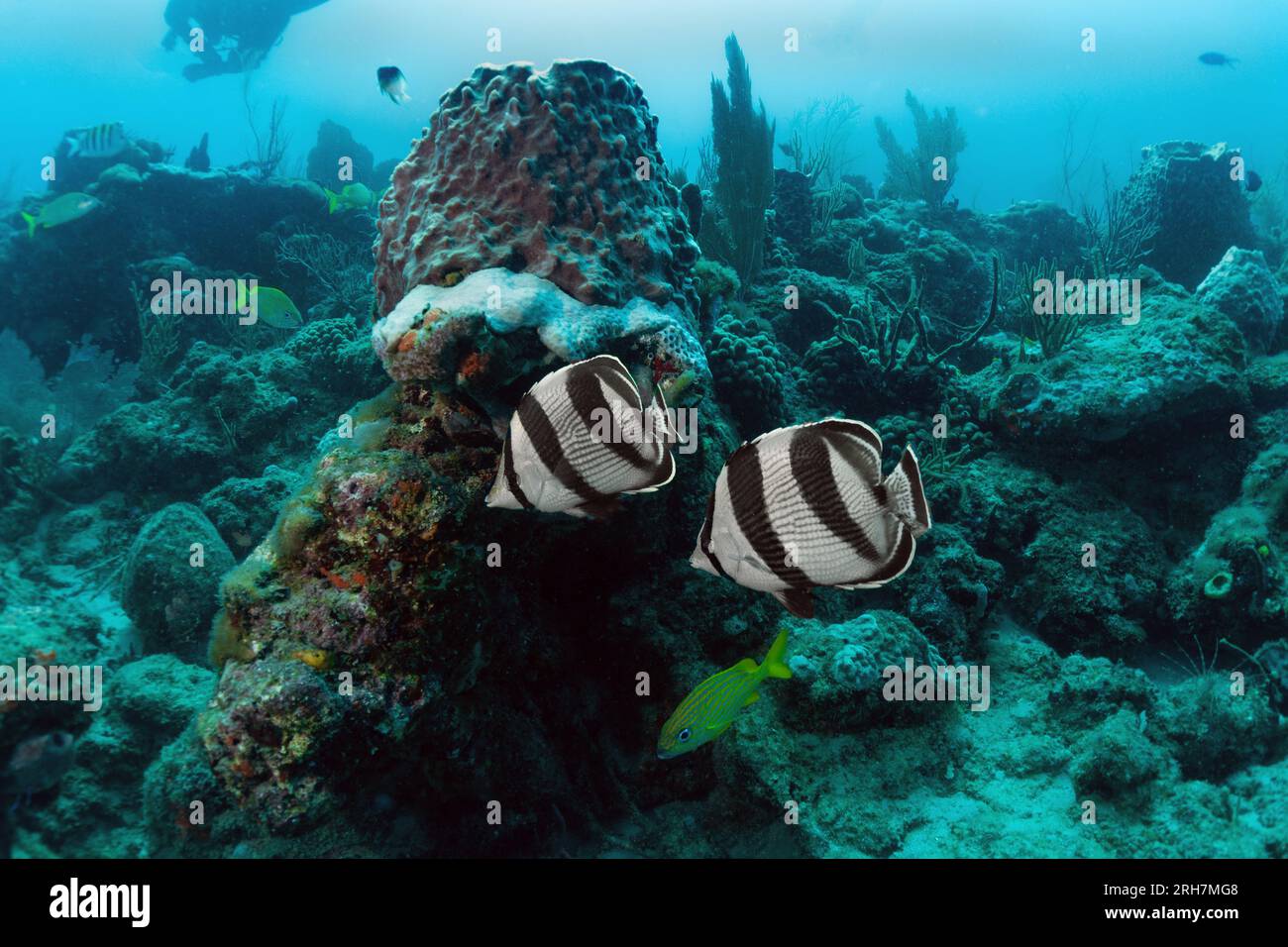 West Palm Beach, FL photos de plongée Banque D'Images