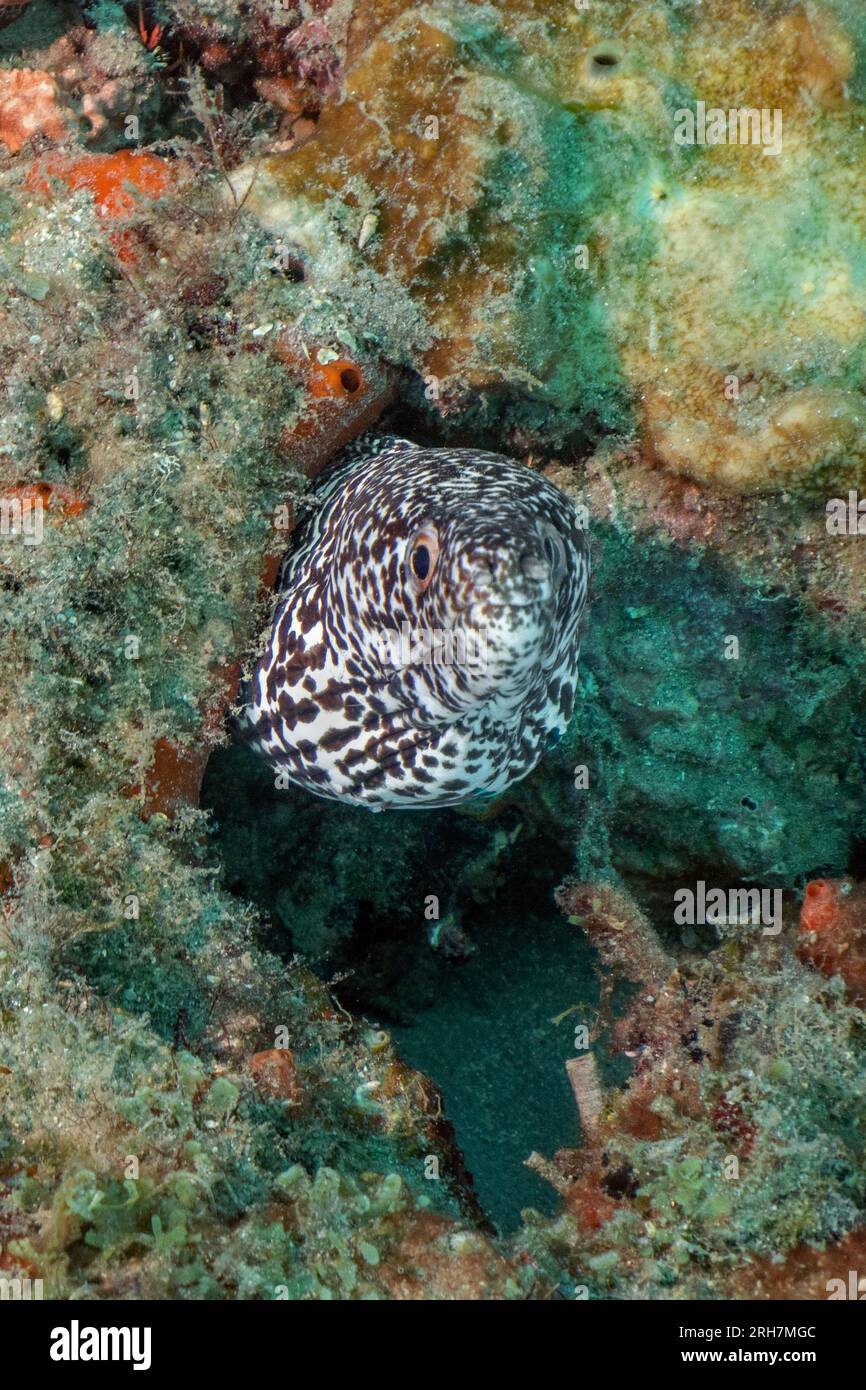 West Palm Beach, FL photos de plongée Banque D'Images