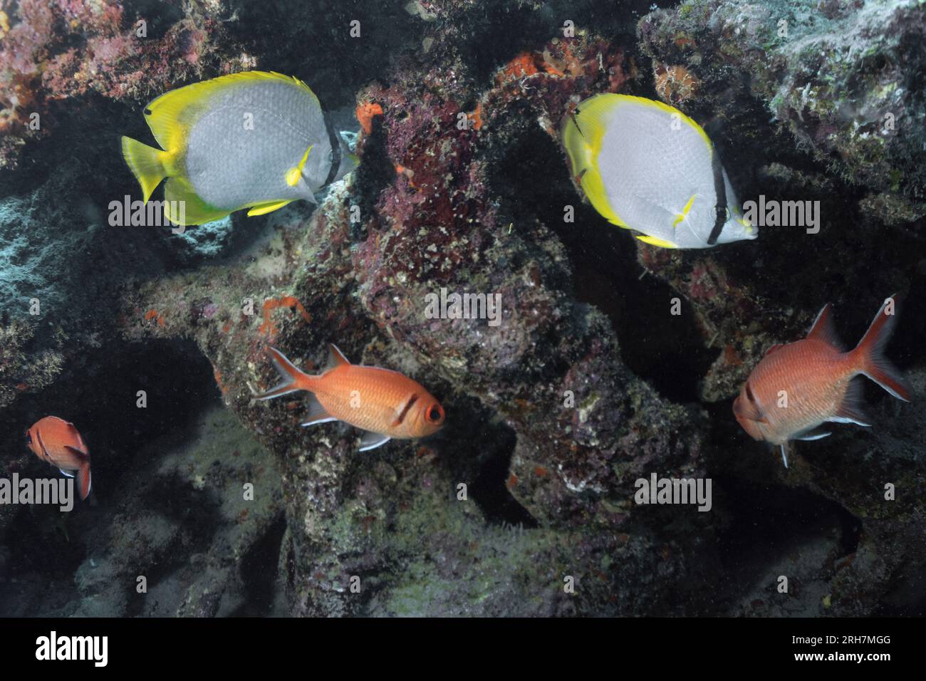 West Palm Beach, FL photos de plongée Banque D'Images