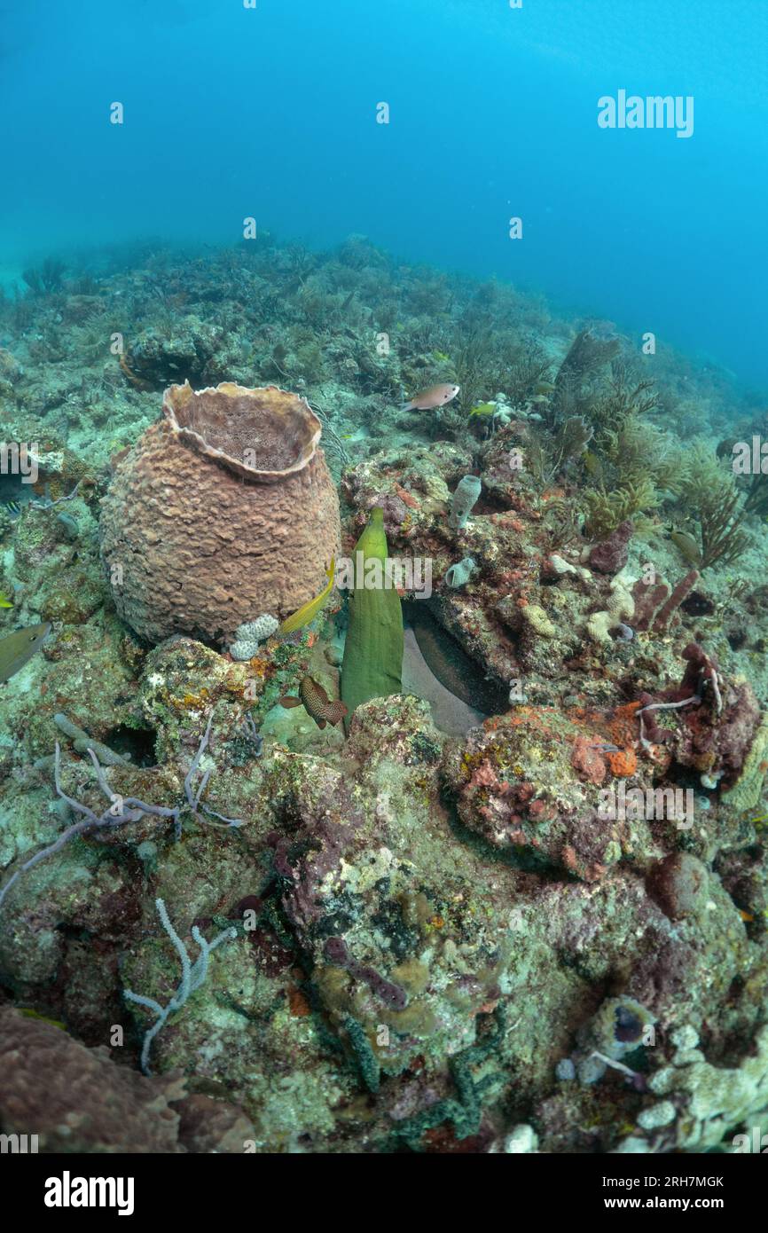 West Palm Beach, FL photos de plongée Banque D'Images