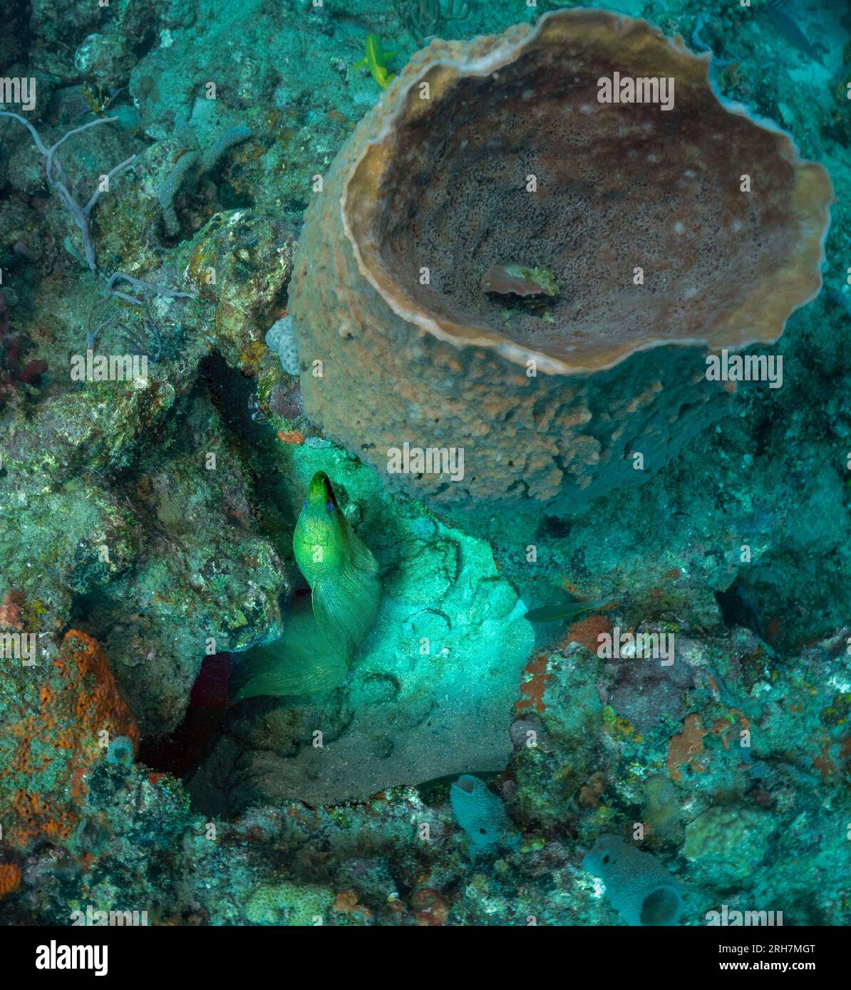 West Palm Beach, FL photos de plongée Banque D'Images