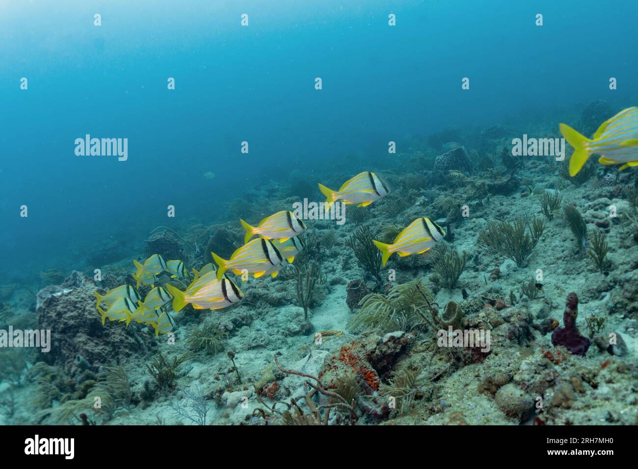 West Palm Beach, FL photos de plongée Banque D'Images