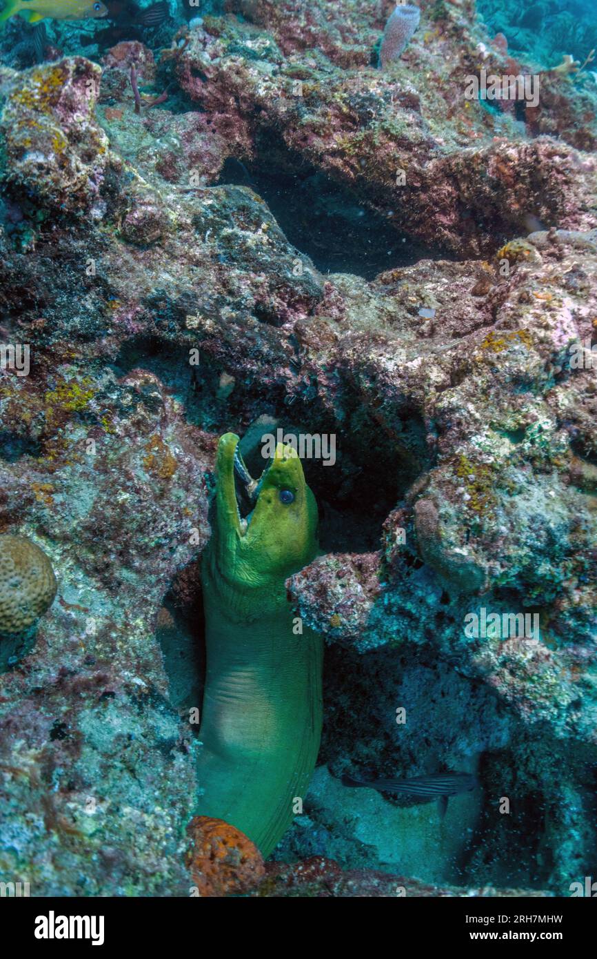 West Palm Beach, FL photos de plongée Banque D'Images