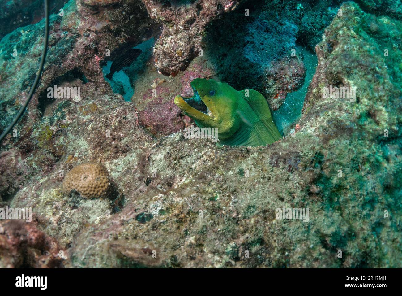 West Palm Beach, FL photos de plongée Banque D'Images