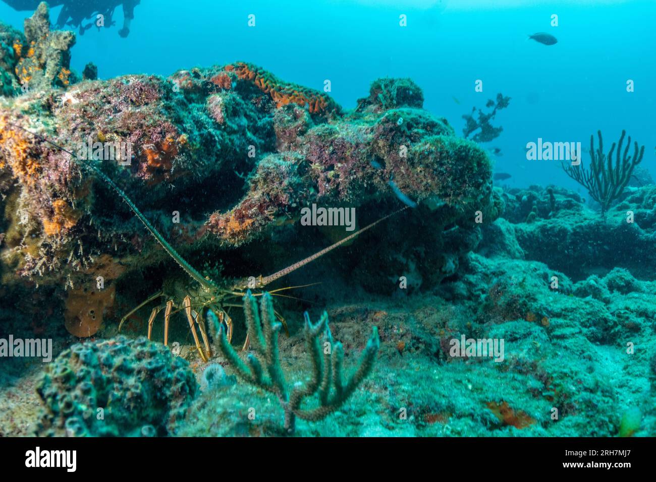 West Palm Beach, FL photos de plongée Banque D'Images