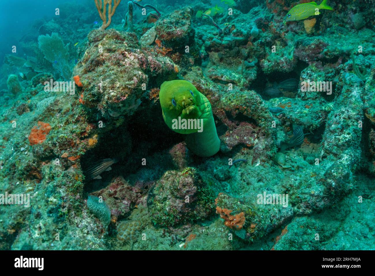 West Palm Beach, FL photos de plongée Banque D'Images