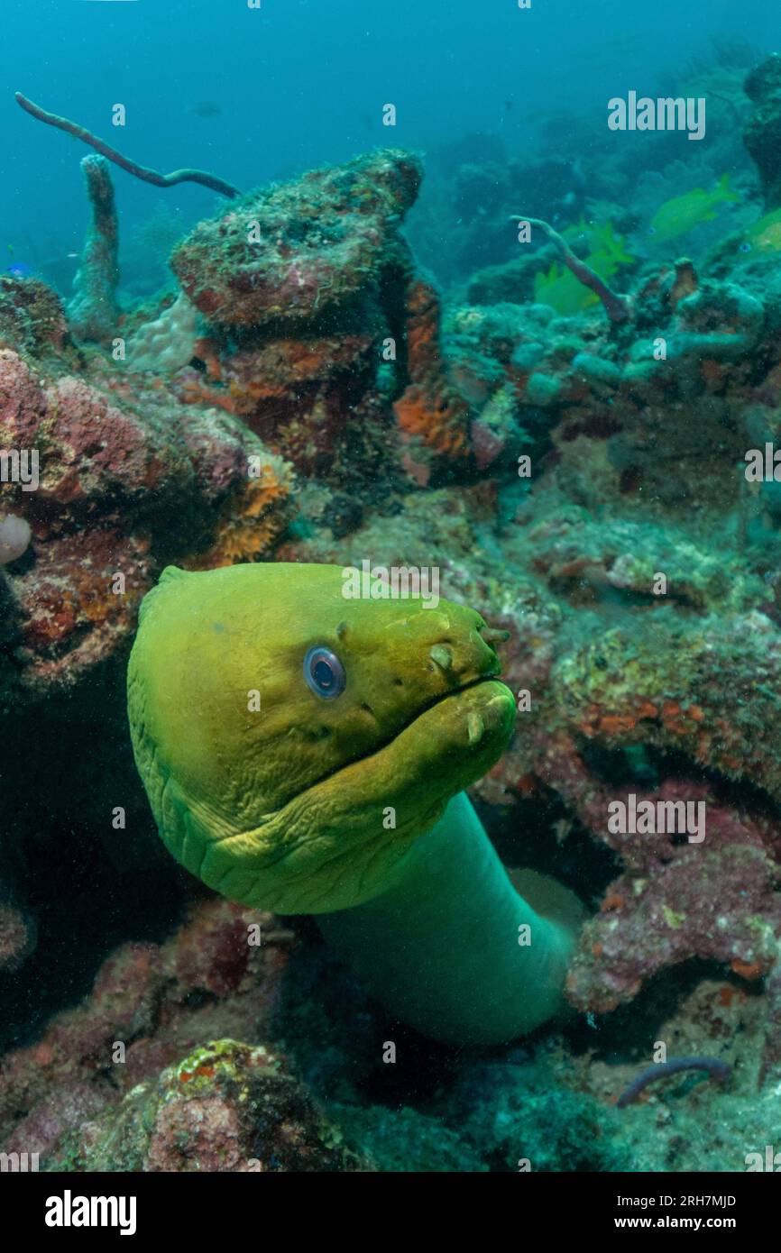 West Palm Beach, FL photos de plongée Banque D'Images