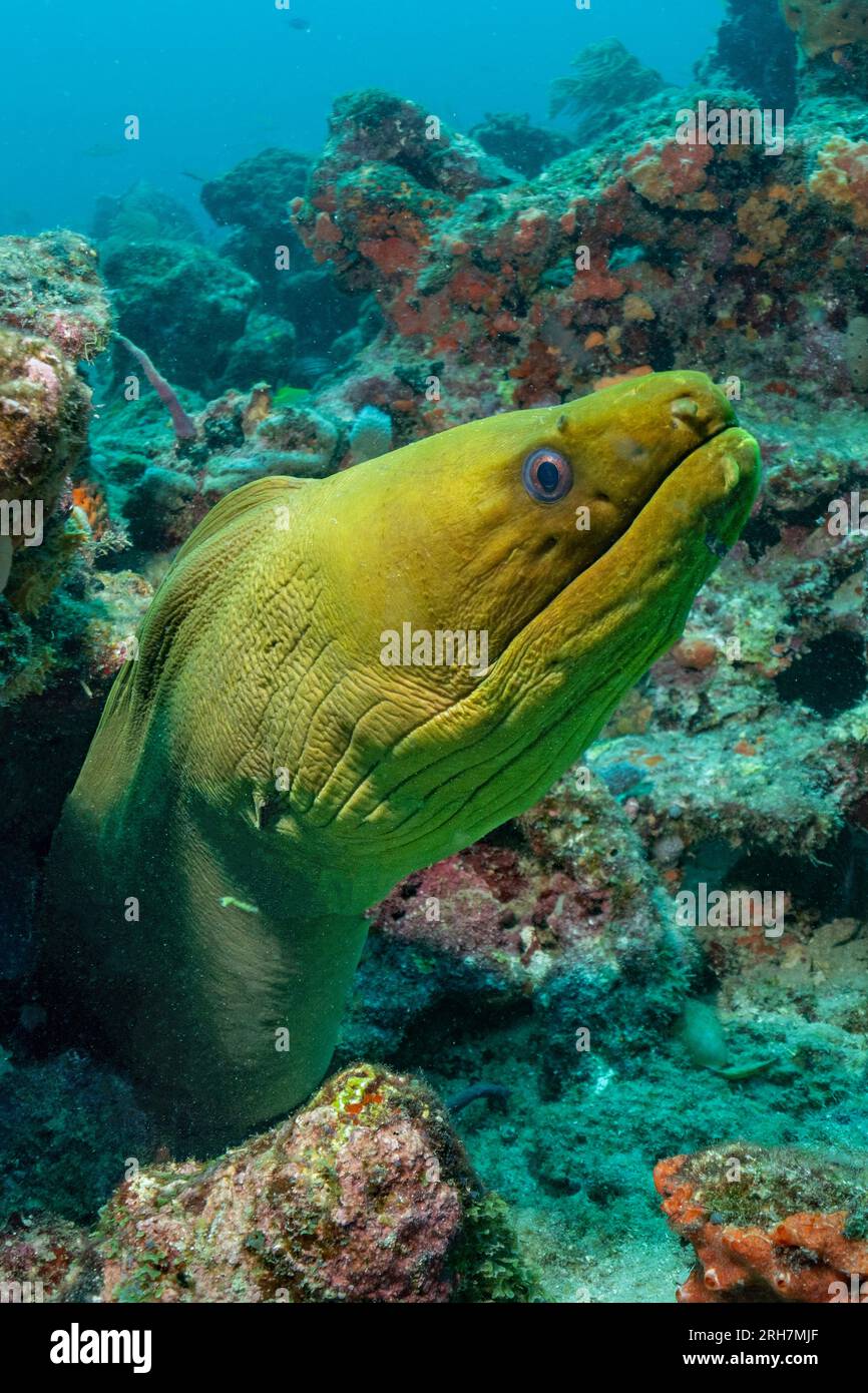 West Palm Beach, FL photos de plongée Banque D'Images