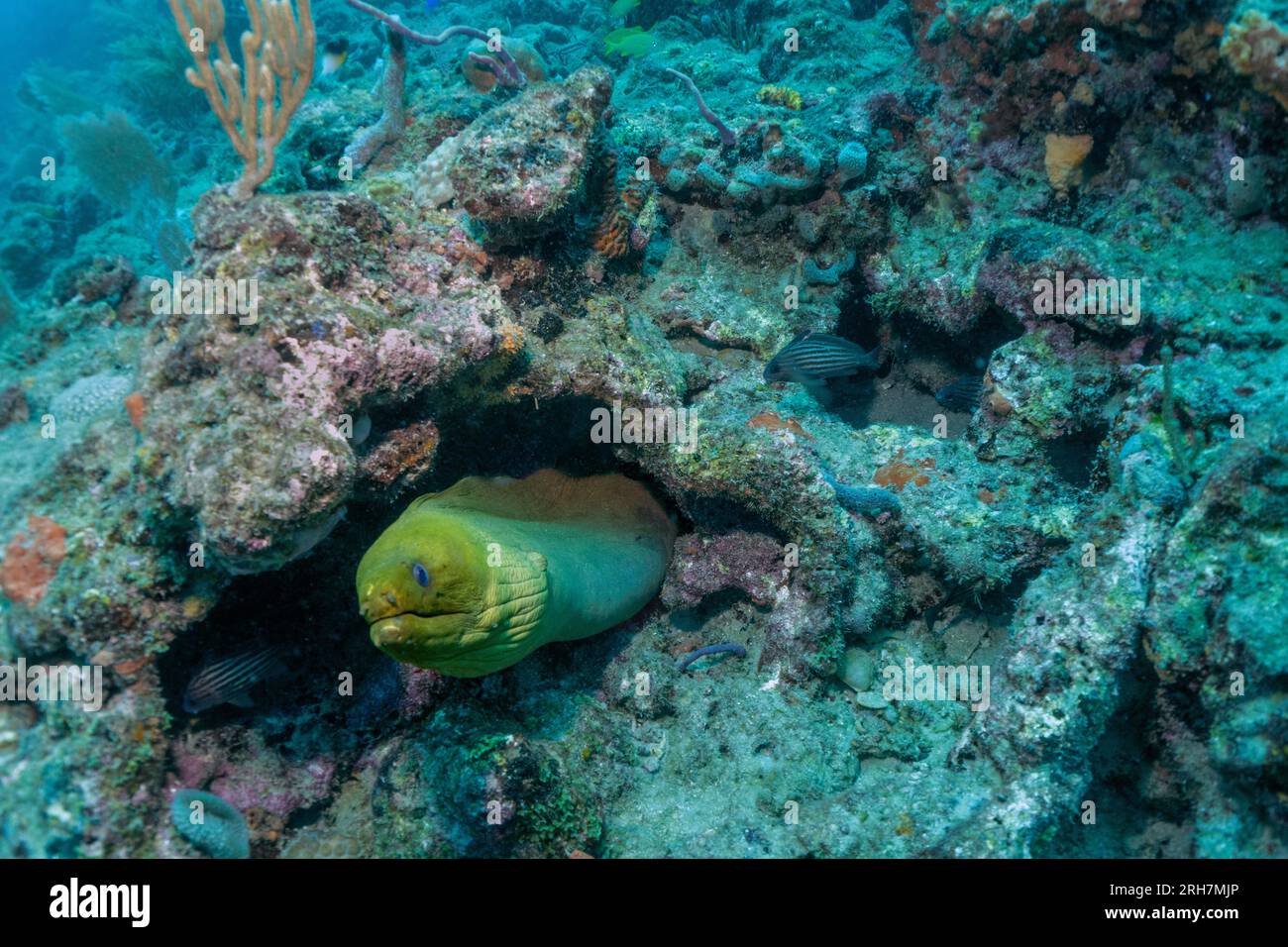 West Palm Beach, FL photos de plongée Banque D'Images