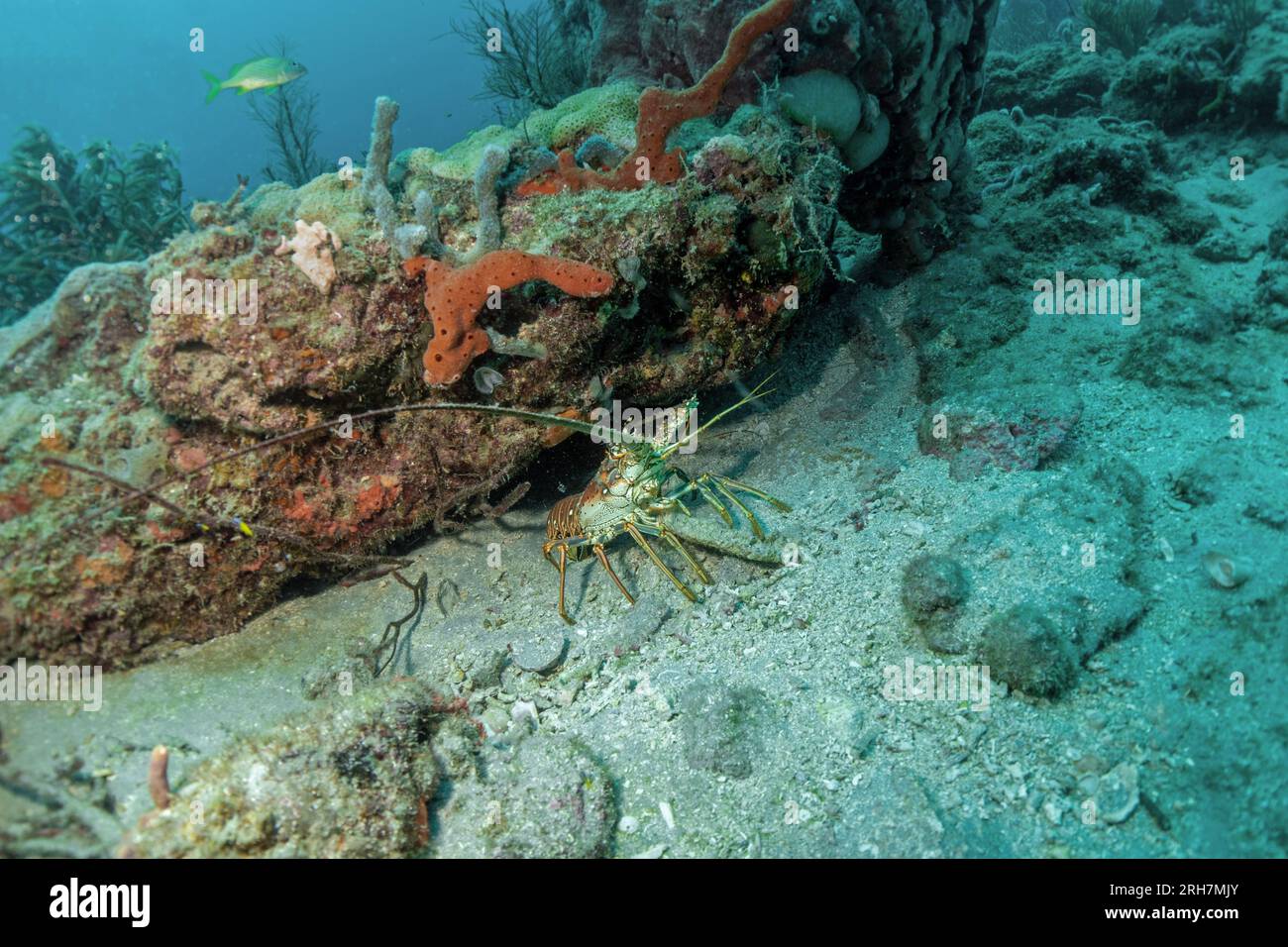 West Palm Beach, FL photos de plongée Banque D'Images