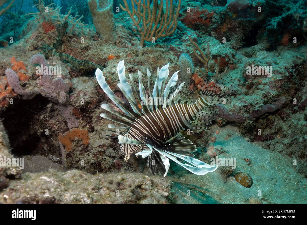 West Palm Beach, FL photos de plongée Banque D'Images