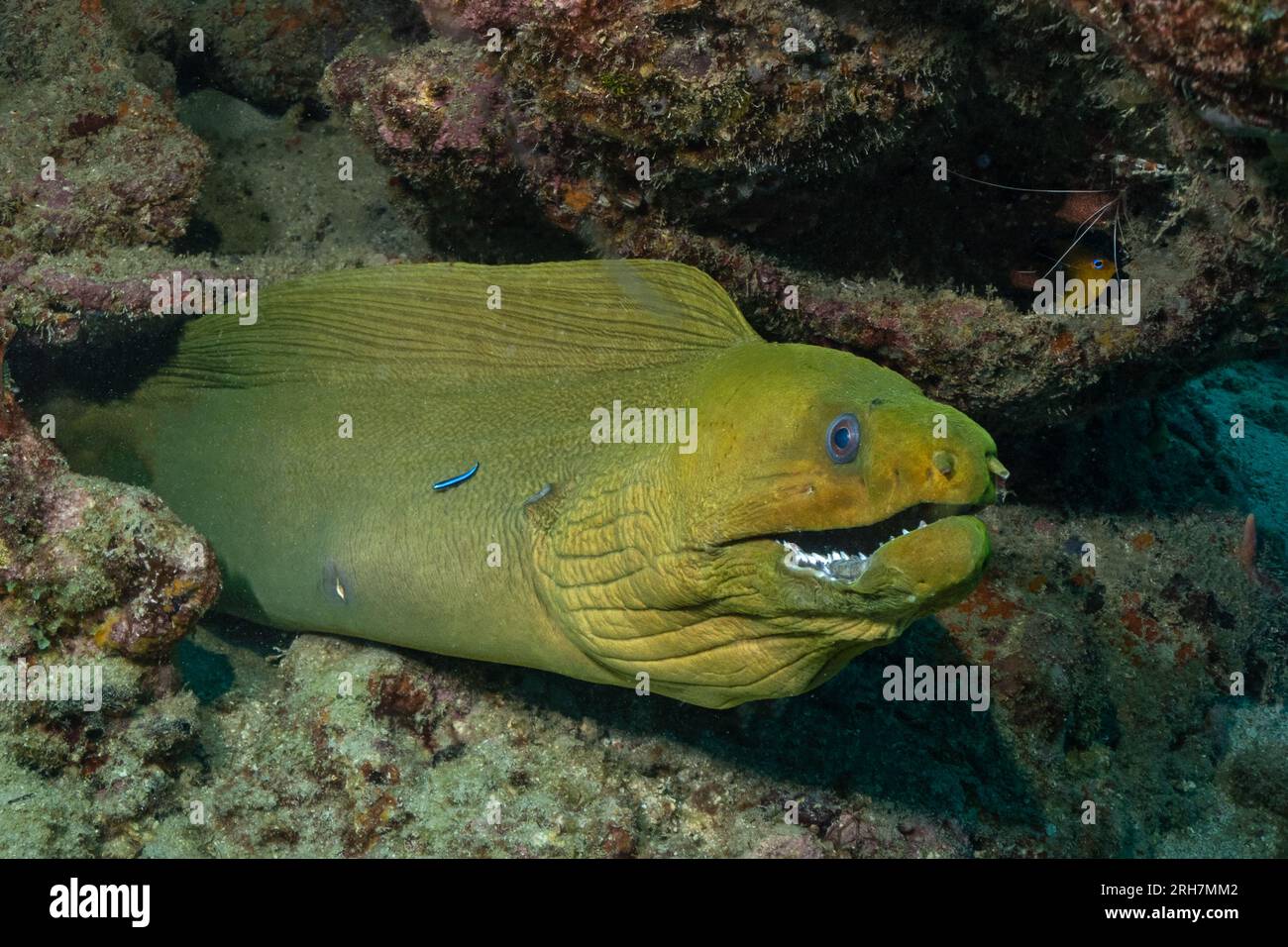 West Palm Beach, FL photos de plongée Banque D'Images