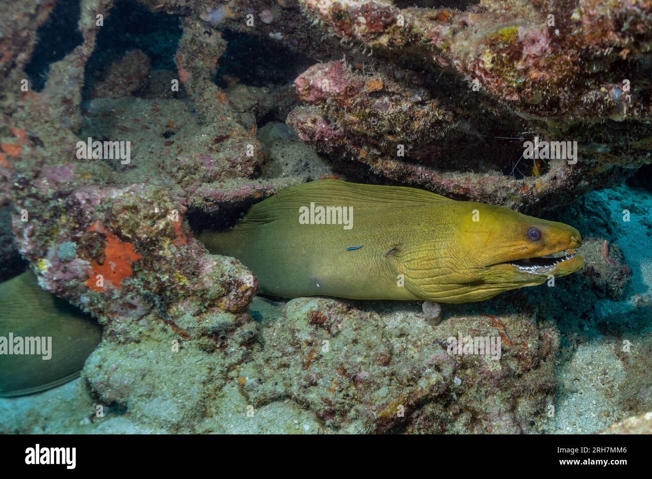 West Palm Beach, FL photos de plongée Banque D'Images